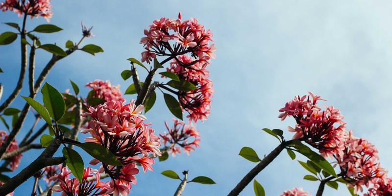 大地6公会战制胜攻略：从零组建到高效指挥的本地化实战指南