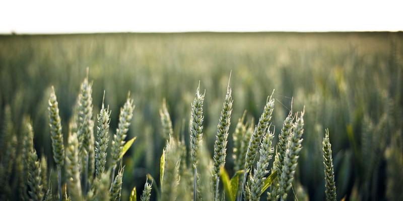 大地6宠物对战终极指南:从稀有捕捉到PVP登顶,一站式社区服务攻略